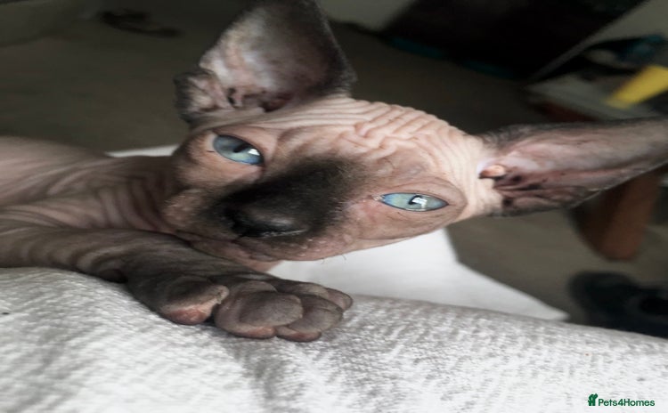 Sphynx cats for sale - Advert 1