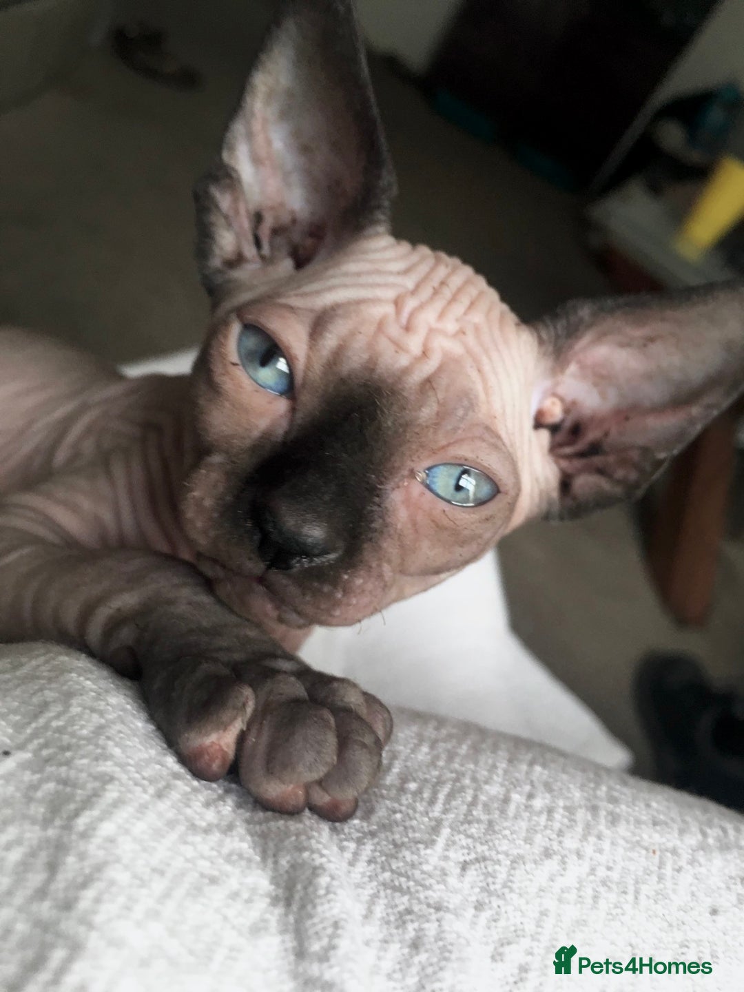 Sphynx cats for sale: Beautiful sphynx kittens - Image 1