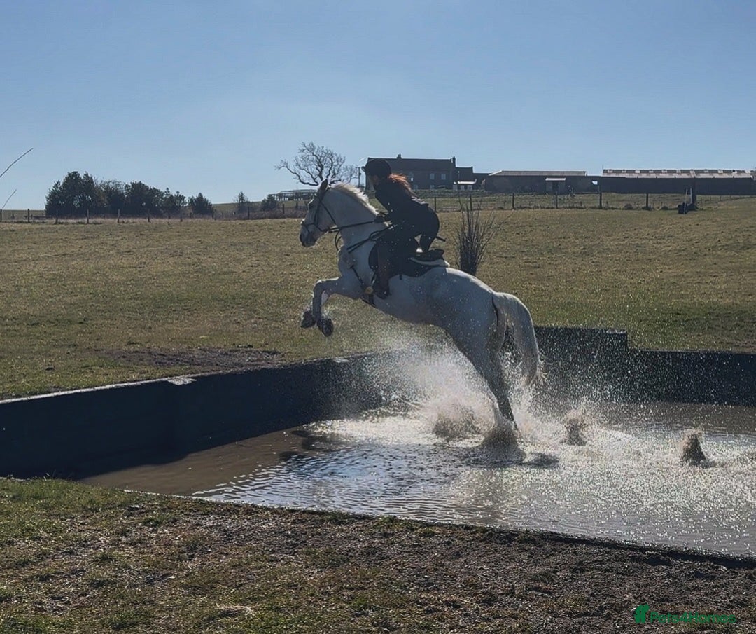 English Warmblood horses for sale: 16hh Schoolmistress  - Image 35