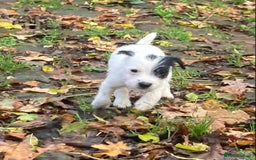 Parson Russell dogs for sale: 1 boy 1 girl parson Russel available - Image 4