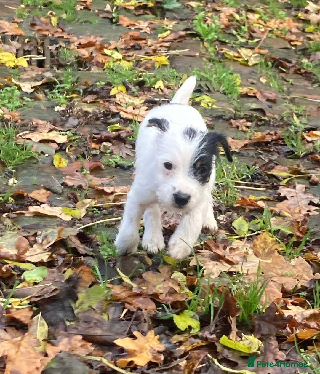 Parson Russell dogs for sale: 1 boy 1 girl parson Russel available - Image 4