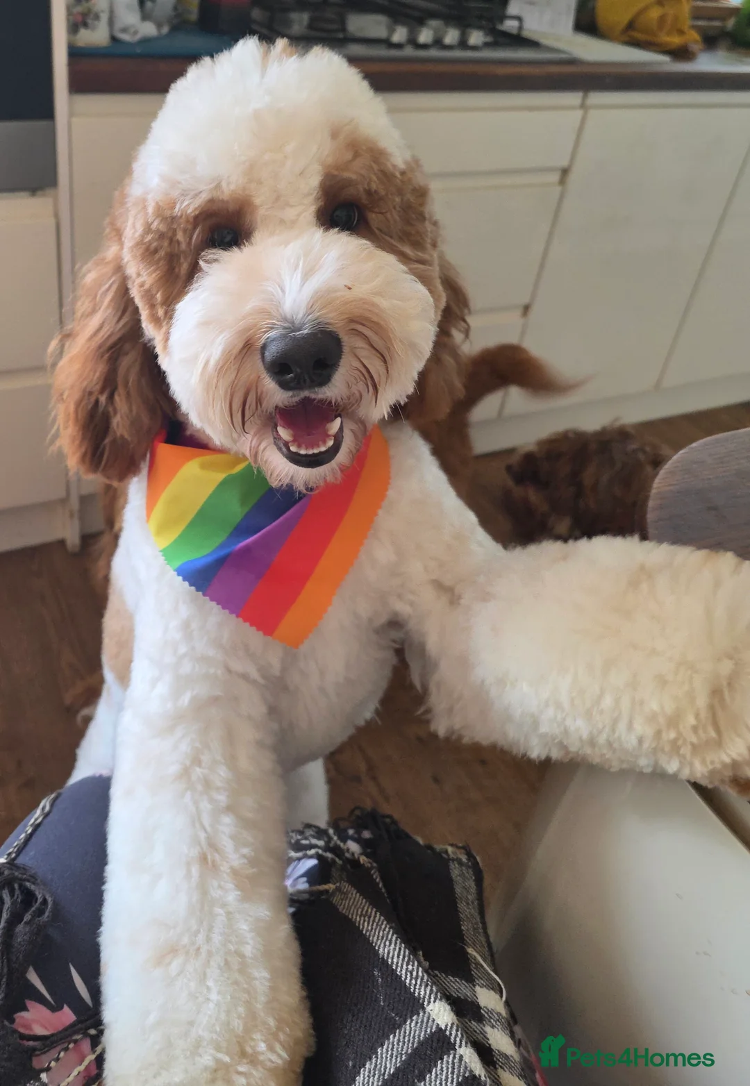 Labradoodle dogs for stud: Mr Lover Lover -"Bandit" Stunning Mini Doodle STUD in Bury Saint Edmunds - Advert 3