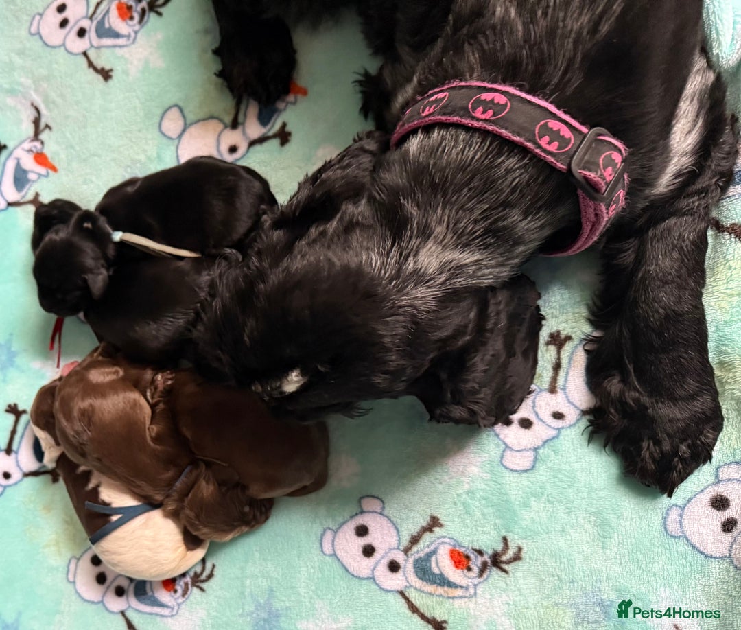 Cocker Spaniel dogs for sale: Show type cocker spaniel pups  - Advert 12