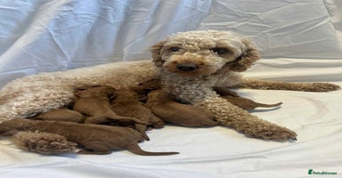 Miniature Poodle dogs - Advert 12