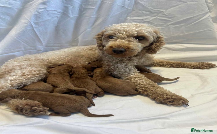Miniature Poodle dogs - Advert 5