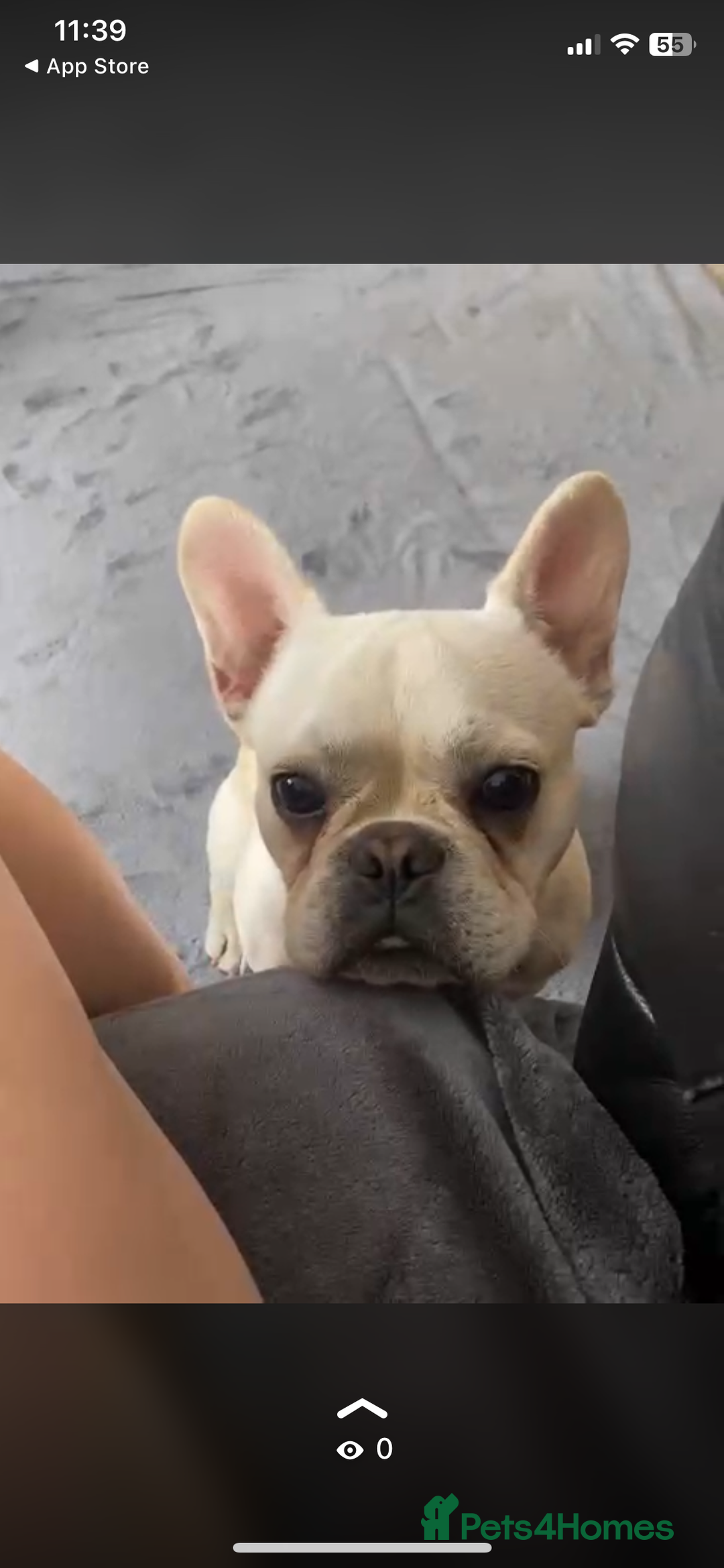 French Bulldog dogs for sale: French bulldog - Image 3