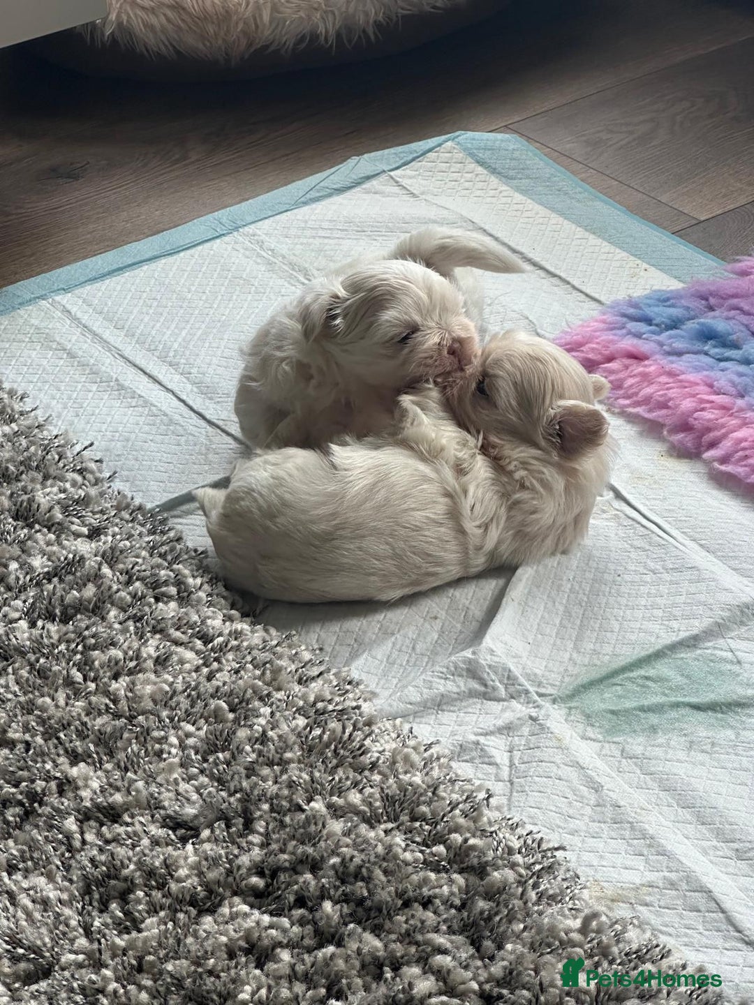 Shih Tzu dogs for sale: Imperial Shihtzu for sale  - Image 2