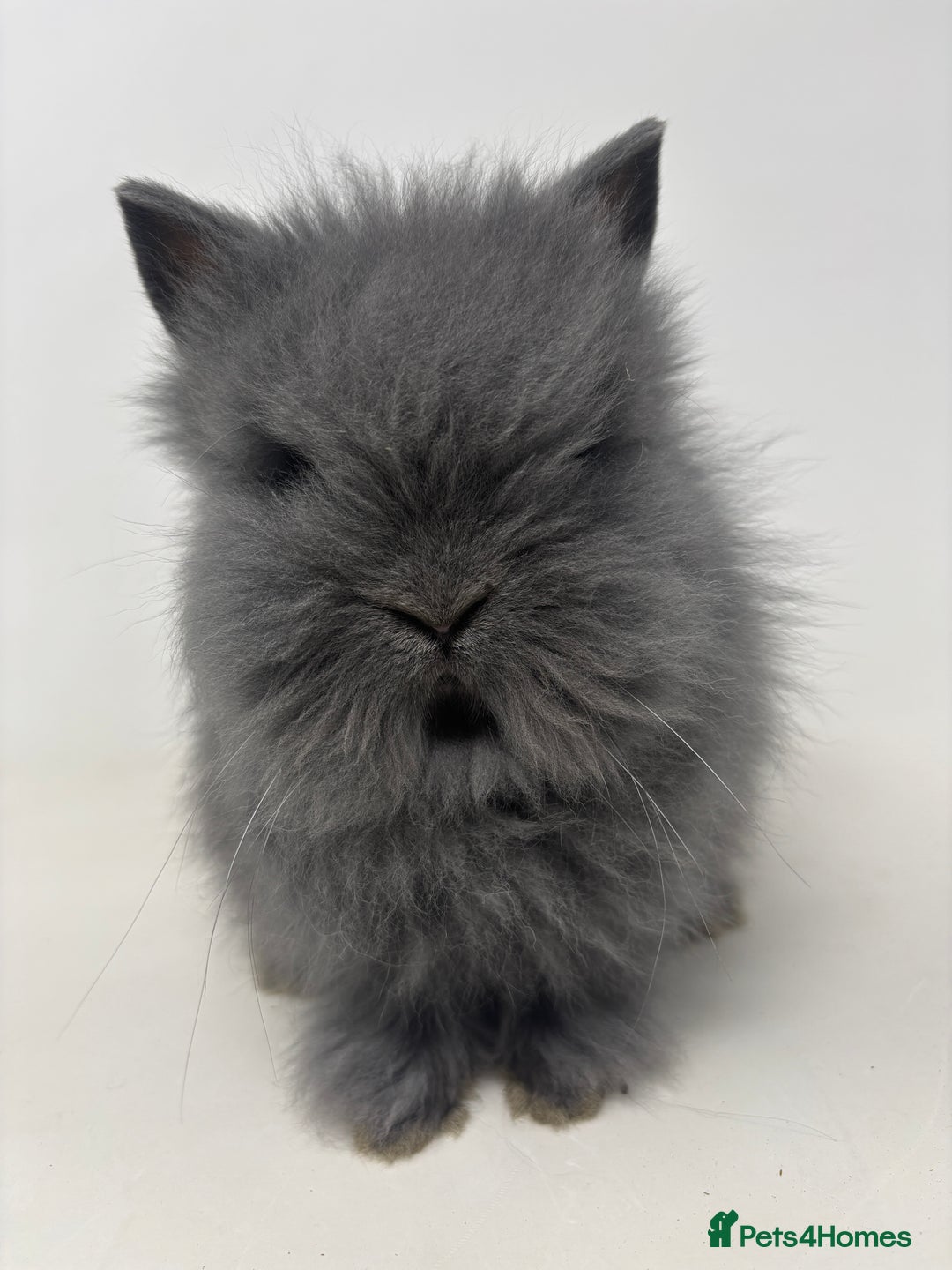 Lionhead rabbits for sale: BEAUTIFUL FRIENDLY BABY LIONHEAD BUNNIES  - Advert 1