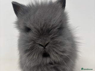 Lionhead rabbits BEAUTIFUL FRIENDLY BABY LIONHEAD BUNNIES - Advert 3