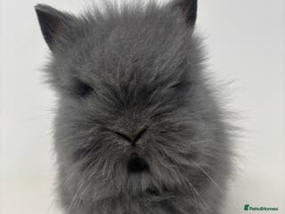 Lionhead rabbits BEAUTIFUL FRIENDLY BABY LIONHEAD BUNNIES - Advert 2