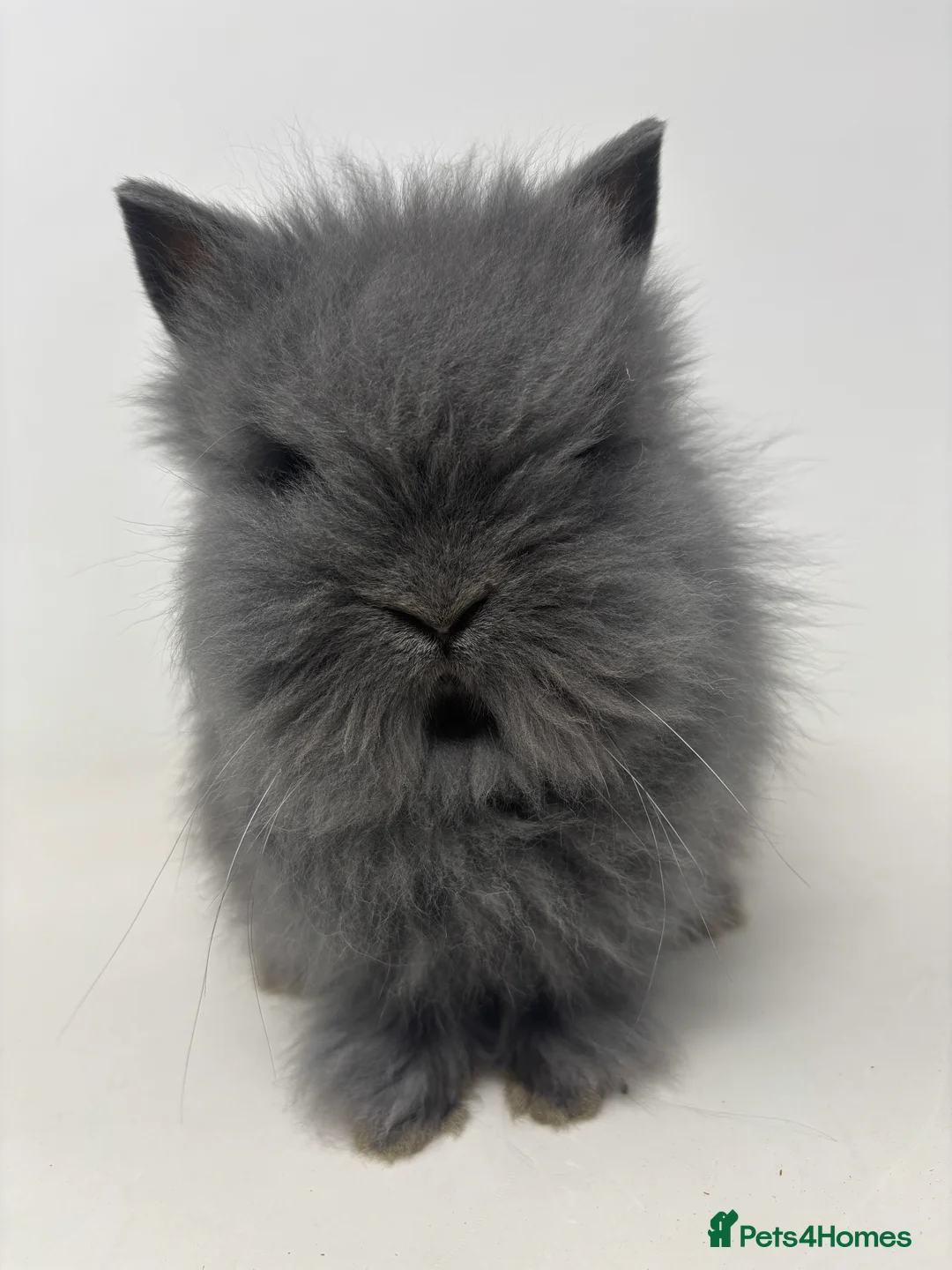 Lionhead rabbits for sale: BEAUTIFUL FRIENDLY BABY LIONHEAD BUNNIES  - Advert 2