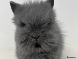 Lionhead rabbits BEAUTIFUL FRIENDLY BABY LIONHEAD BUNNIES - Advert 11