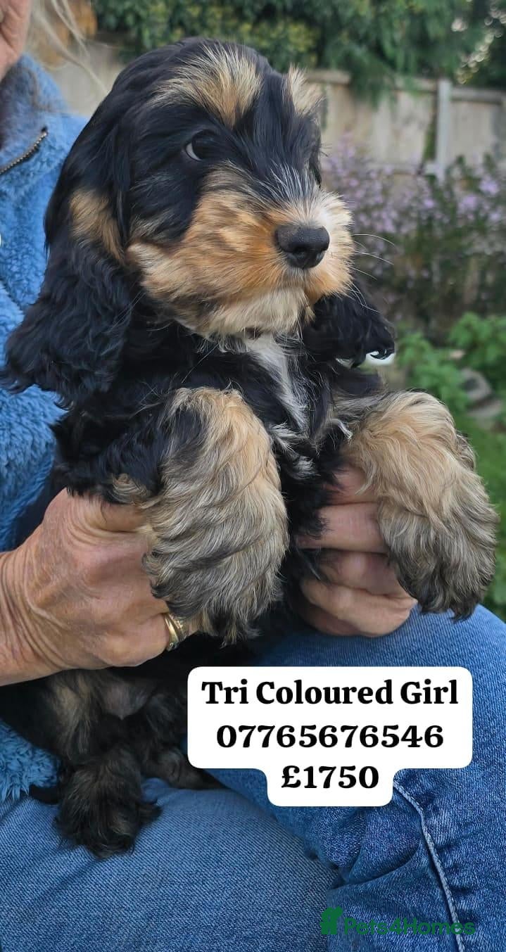 Cockapoo dogs Show Cockapoo Pups Ready to Go Domestic Licence   - Advert 1