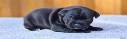 Staffordshire Bull Terrier dogs for sale: Solid Black Staff Puppies short & stocky Type  - Advert 3