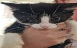Mixed Breed cats for sale: ready to go - Image 13