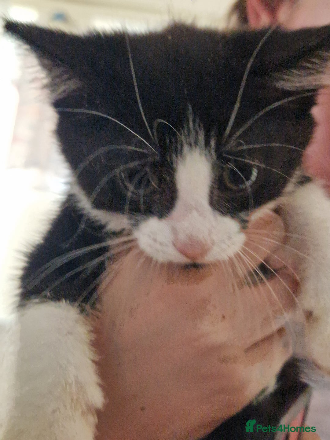 Mixed Breed cats for sale: ready to go - Image 13