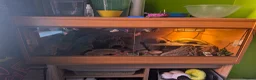 Leopard Gecko reptiles for sale: Leopard gecko 8 years old and full set up  - Advert 5