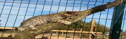 Savannah cats for sale: F5 SBT SNOW & BST SAVANNAHS KITTENS - Advert 4