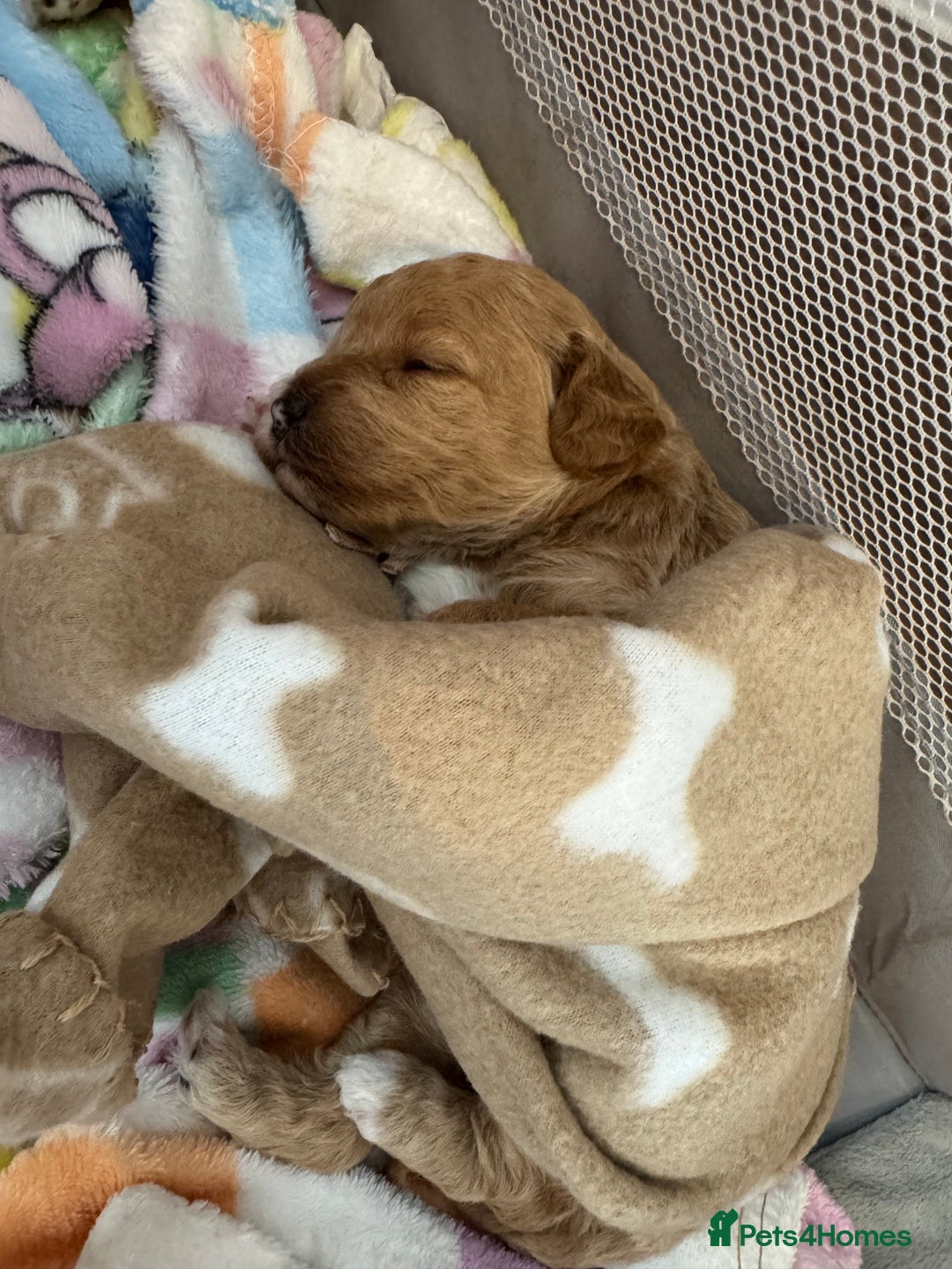 Mixed Breed dogs for sale: 💕 Gorgeous Cavapoochon Puppies 💕  - Image 2