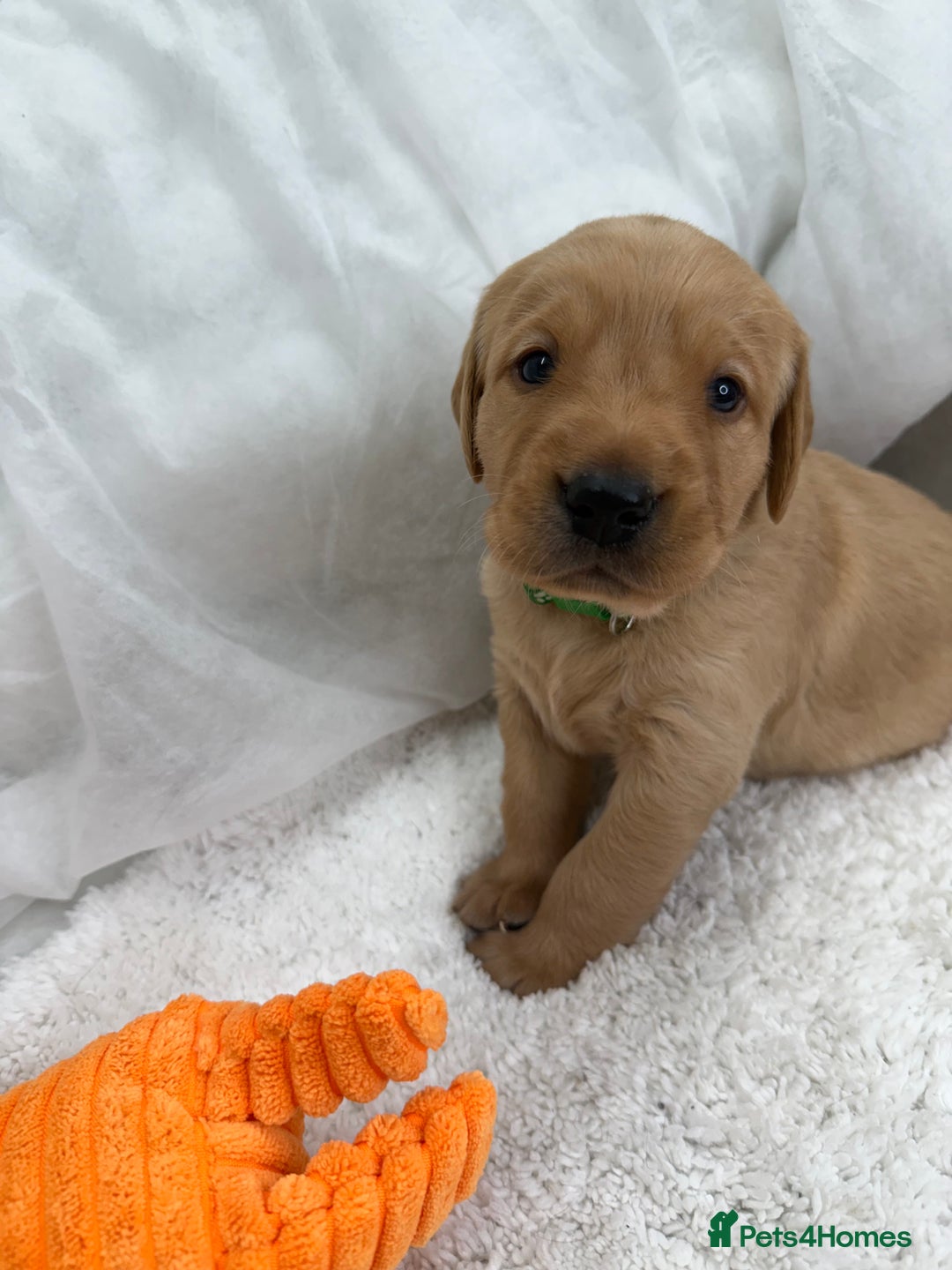 Goldador dogs for sale: Adorable Goldador Puppies - Ready 12th Feb - Advert 25