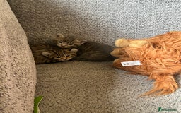 Sphynx cats for sale: House cat x sphinx kittens - Image 2