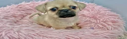 Mixed Breed dogs for sale: ADORABLE SHIH TZU/CHIHUAHUA - Advert 13