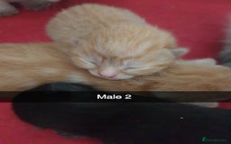Domestic Shorthair cats for sale: Ghost tabby/ siamese - Image 7