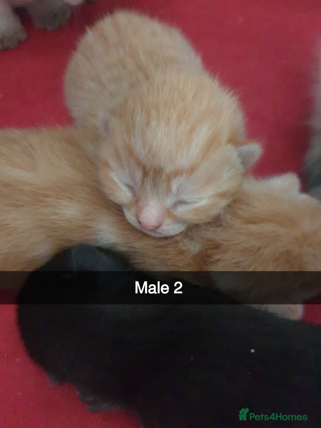 Domestic Shorthair cats for sale: Ghost tabby/ siamese - Image 7