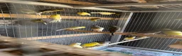 Mixed Breed birds for sale: Mix breed Canary and Zebra finches  - Advert 2