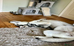 Utonagan dogs for sale: Huskamute - Advert 2