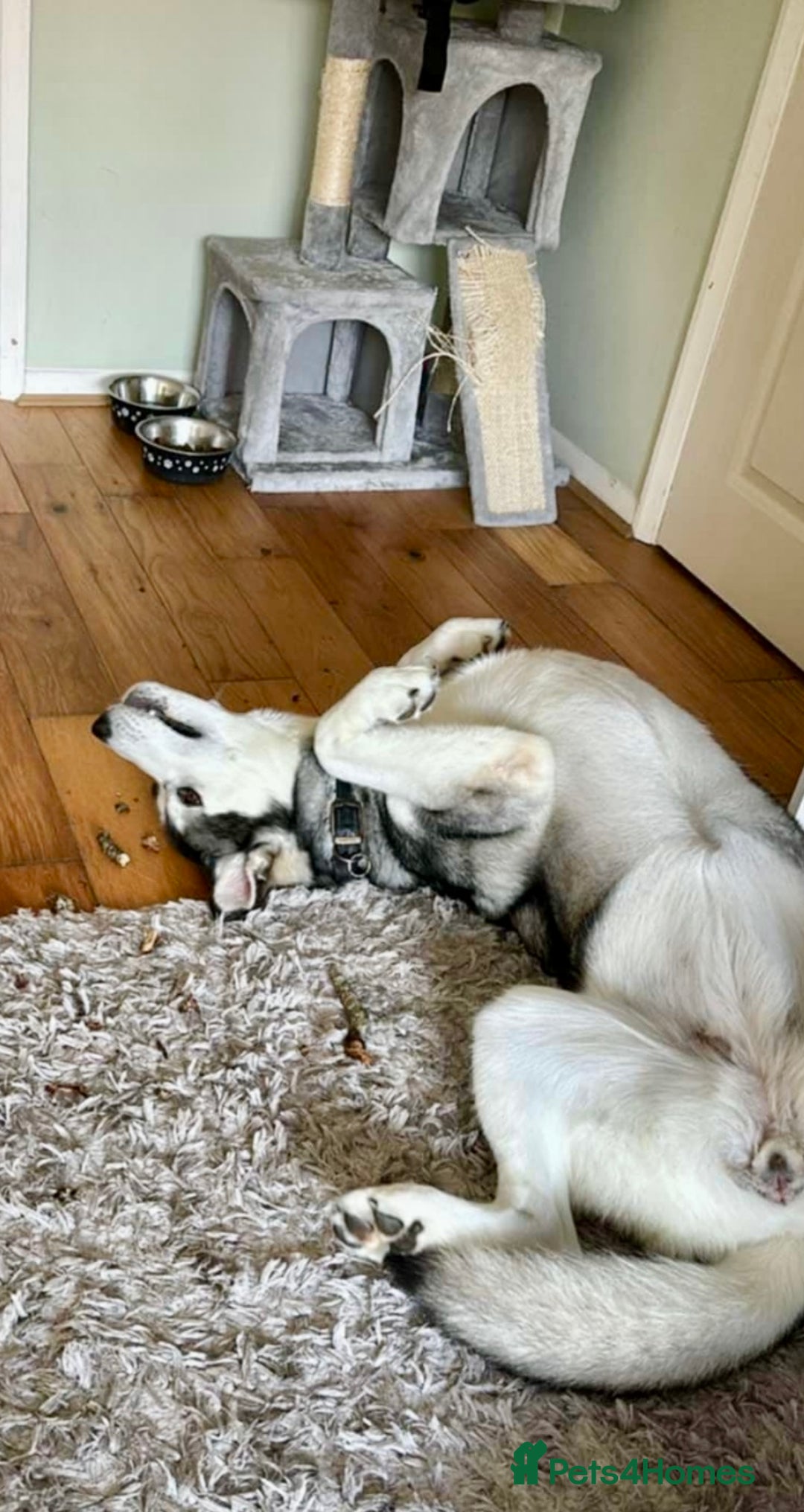 Utonagan dogs for sale: Huskamute - Advert 2