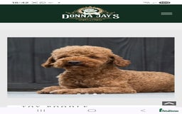 Cavapoo dogs for sale: F1bb extensively health tested caverpoo pups  - Advert 15