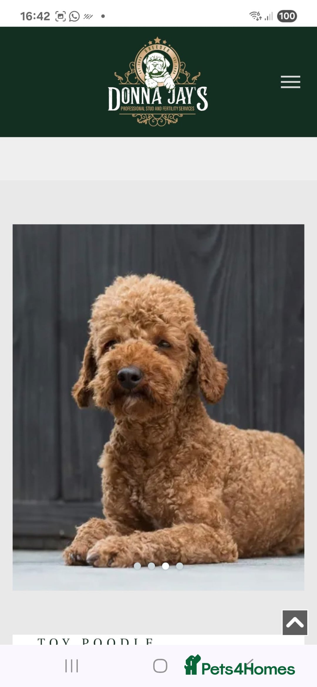 Cavapoo dogs for sale: F1bb extensively health tested caverpoo pups  - Advert 15