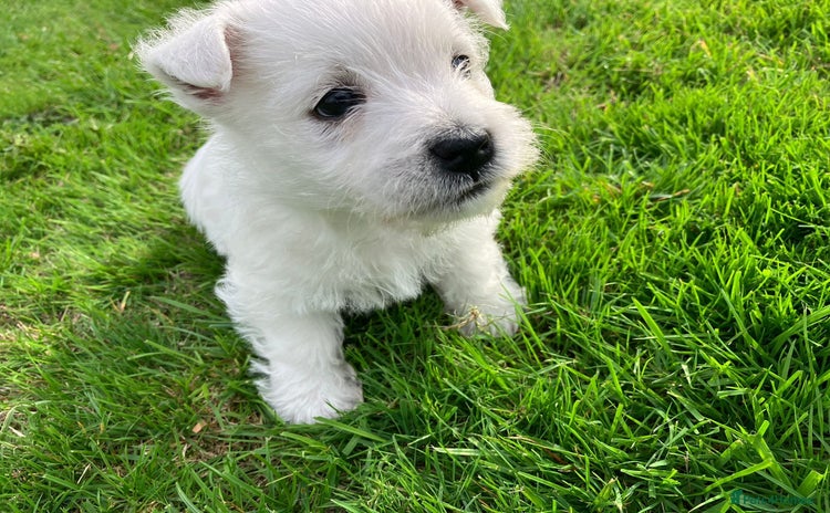 West Highland Terrier dogs - Advert 1
