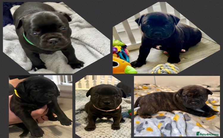 Staffordshire Bull Terrier dogs Floyd & Sky - Advert 10