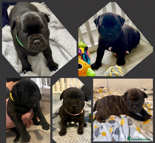 Staffordshire Bull Terrier dogs Floyd & Sky - Advert 10