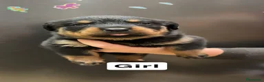 Rottweiler 5