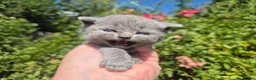 British Shorthair cats for sale: 🧡STUNNING TABBY BSH-MUM IMPORTED FROM FRANCE🇫🇷  in Tadworth - Advert 8