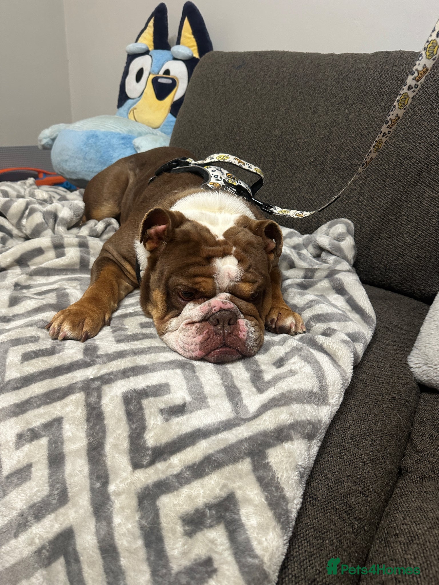 English Bulldog dogs English bulldog female 4 years old  - Advert 1