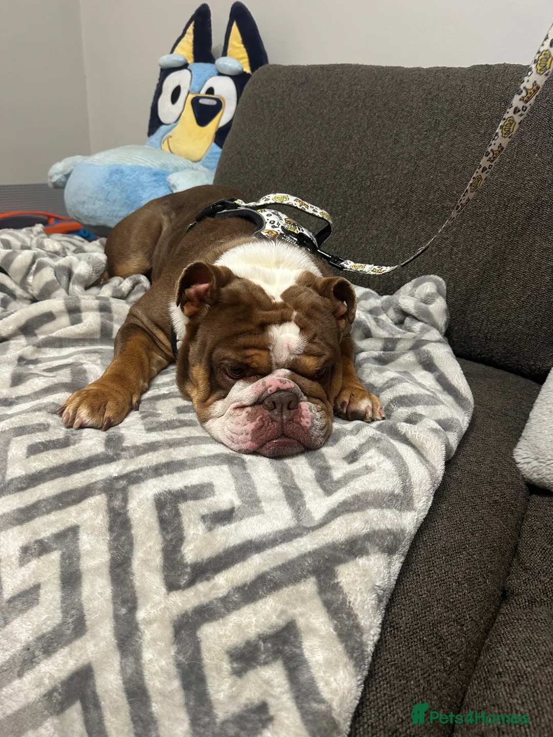 English Bulldog dogs for sale: English bulldog female 4 years old  in Coalville - Advert 1