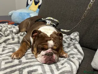 English Bulldog dogs English bulldog female 4 years old - Advert 5