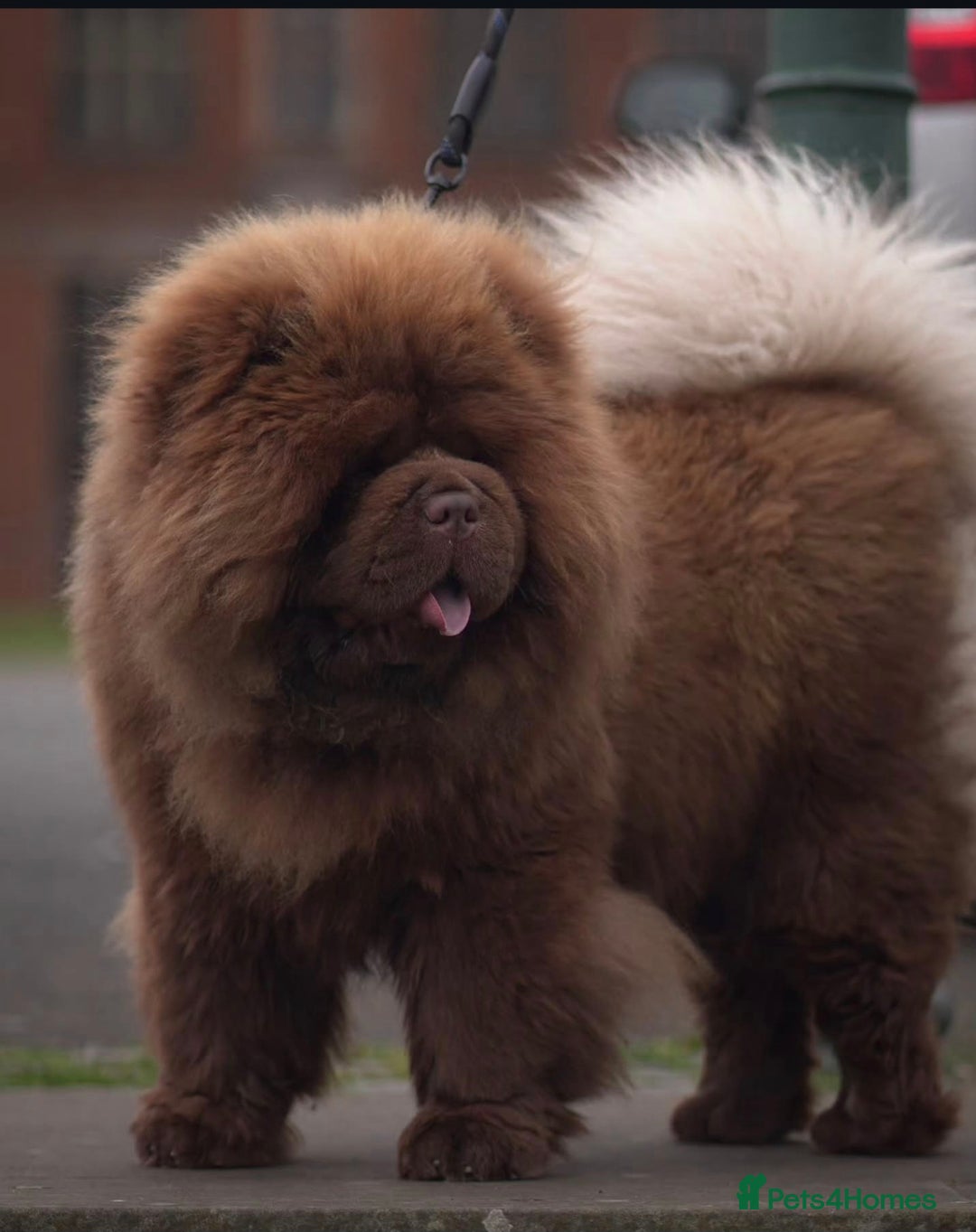Chow Chow dogs for stud: A truly one of a kind KC Chocolate Chow for stud  - Image 3