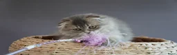 Scottish Fold cats for sale: 🌸beautiful long hair and short haired kittens🌸 - Advert 13