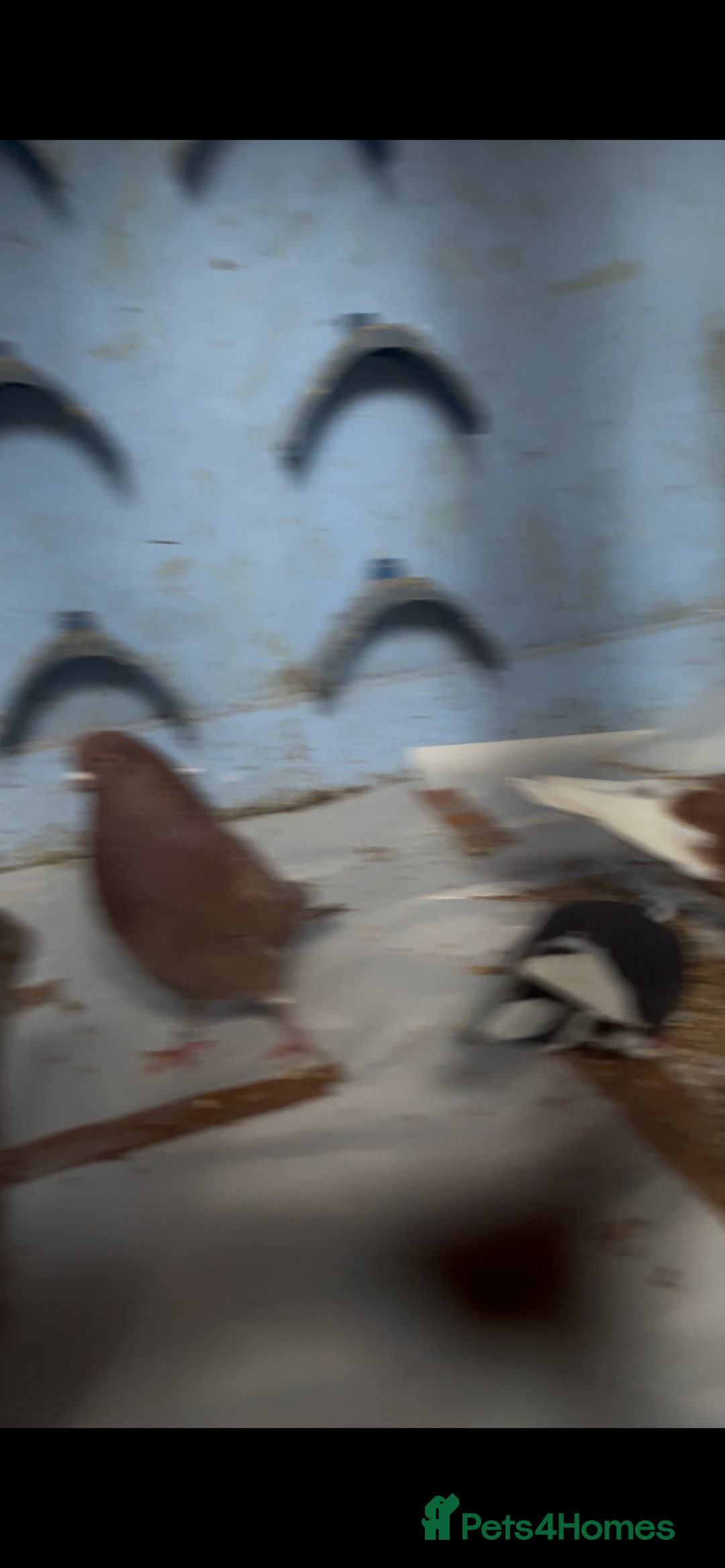 Pigeons birds for sale: 2 red roller pigeons  - Advert 5