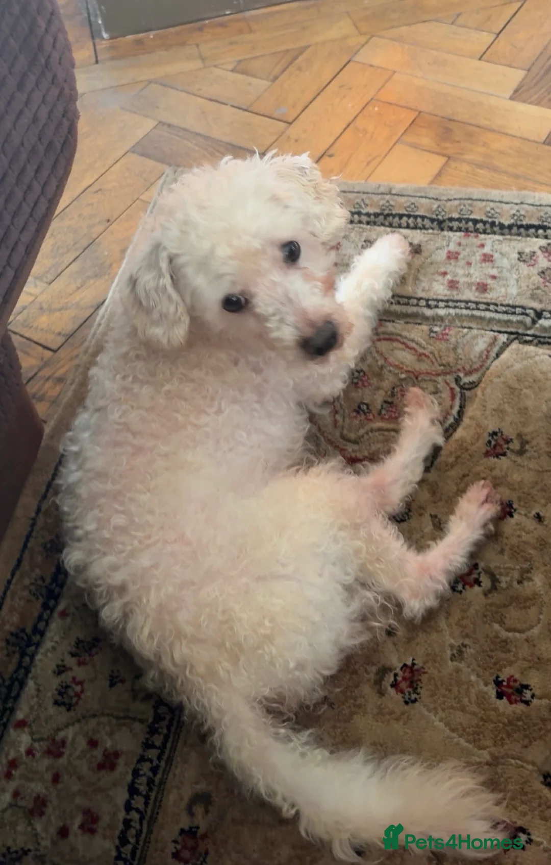 Toy Poodle dogs for sale: Toy Poodle Named Alfie  in Ballymena - Advert 2