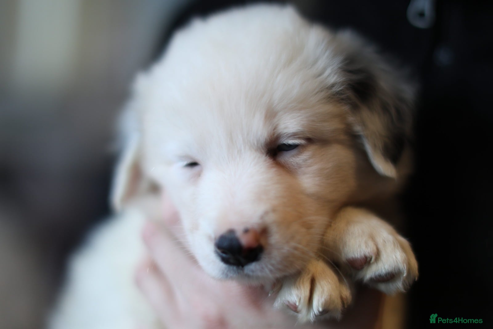 Border Collie dogs chunky collie pups - Advert 2
