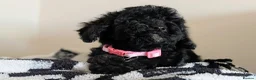 Cavapoochon dogs for sale: Extensively Tested Cavapoochons Fully Vaccinated  - Advert 22