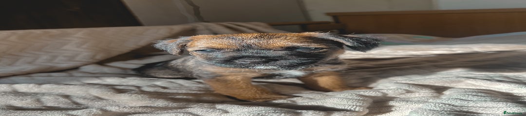 Border Terrier Puppy 3 - Female 