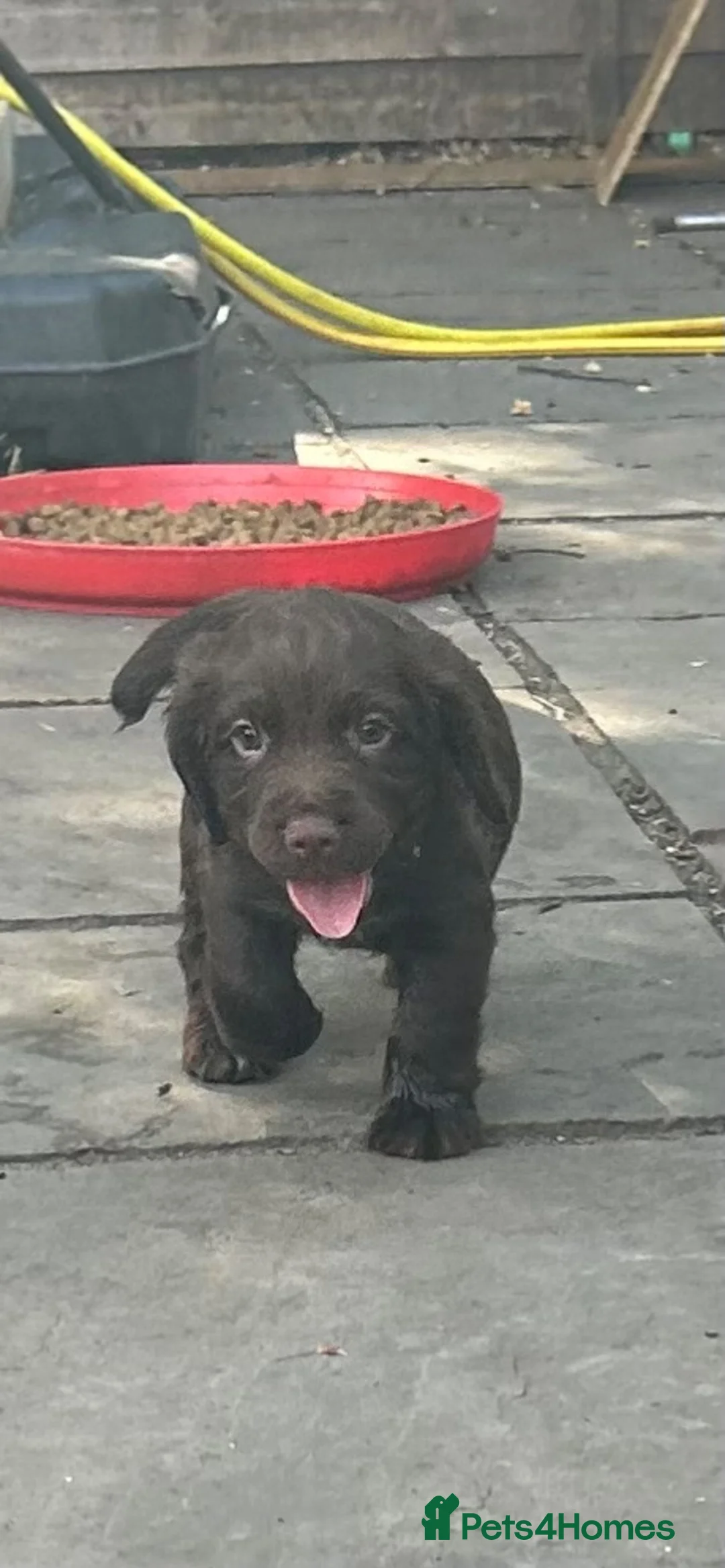 Sprocker dogs for sale: Working sprockers - Advert 2