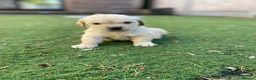 Golden Retriever dogs for sale: ⭐ KC Registered Golden Retriever Puppies ⭐️  - Advert 6